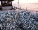 Mostaganem : enquête sur une vidéo montrant des pêcheurs jetant des quantités de sardines à la mer