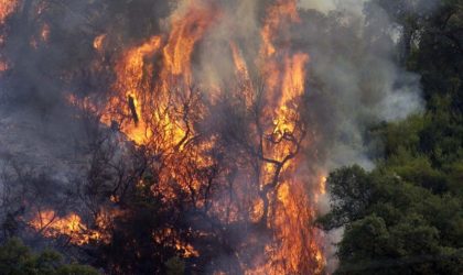 Forêts : les feux ont ravagé près de 54 000 hectares en 2017