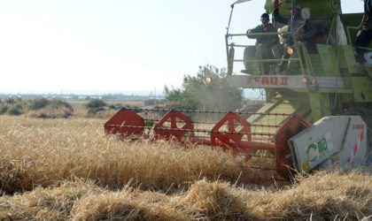 Céréales : vers l’autosuffisance en blé dur d’ici à 2027
