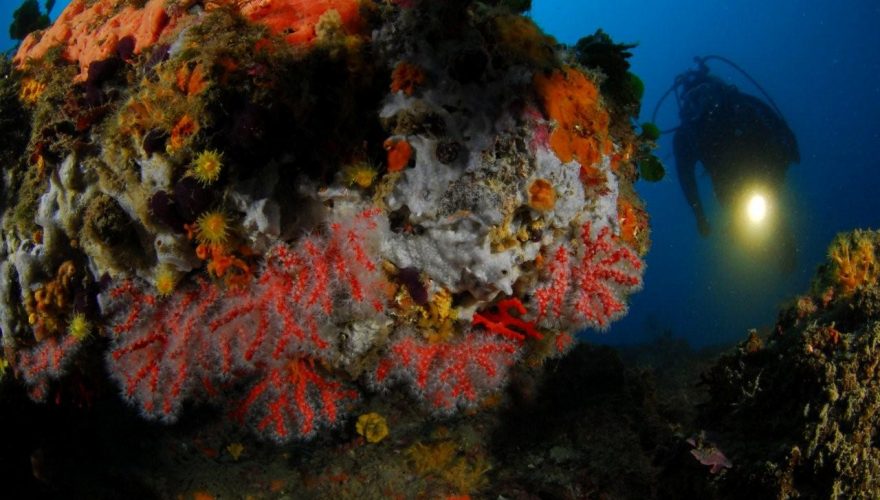 La pêche au corail est suspendue depuis 2001 en raison de pratiques illégales