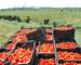 Annaba : la filière de la tomate industrielle cible une production de plus d’un million de quintaux