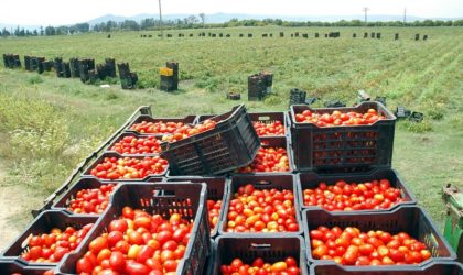 Chlef : des producteurs de tomate détruisent leur récolte