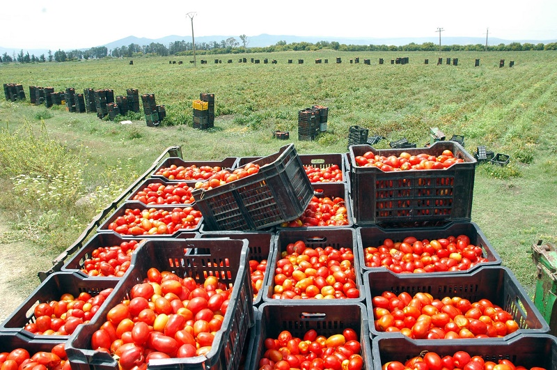 Tomates Qatar pesticides