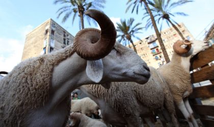 L’Algérie vue par The Guardian : moutons, jeunesse perdue et couvre-feu