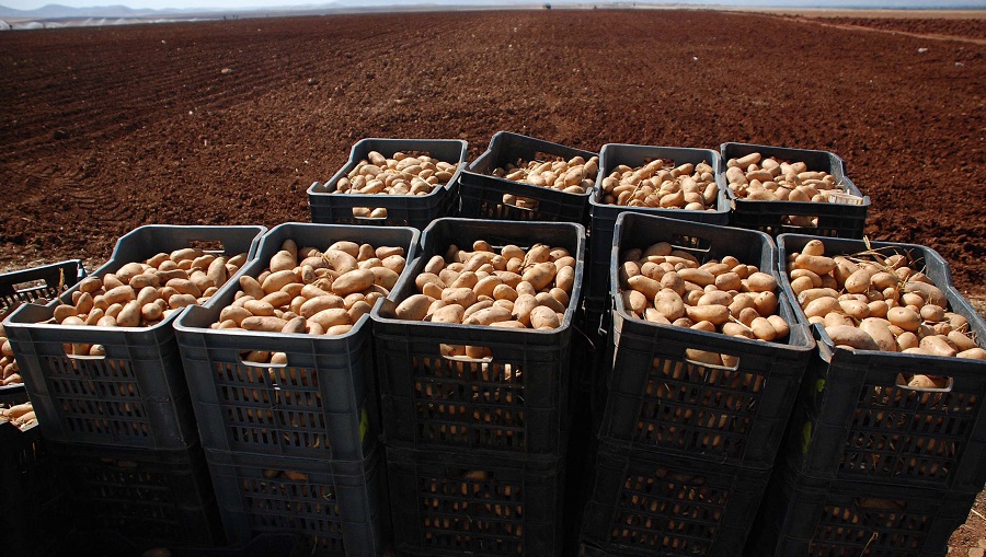 pomme de terre arrière-saison récolte