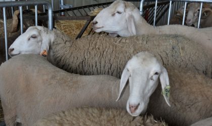 La misère au Maroc : des Marocains volent les moutons du sacrifice à Casablanca