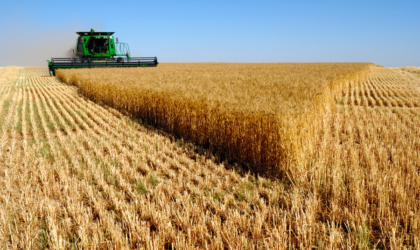 328 834 quintaux de récolte céréalière pour la saison 2019-2020 à Ghardaïa