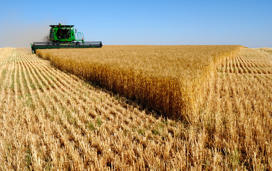 328 834 quintaux de récolte céréalière pour la saison 2019-2020 à Ghardaïa