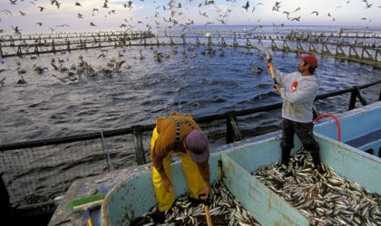 Partenariat scientifique algéro-français dans le domaine de la pêche et de l’aquaculture