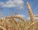 Mila : 1,6 million de quintaux de blé à même le sol
