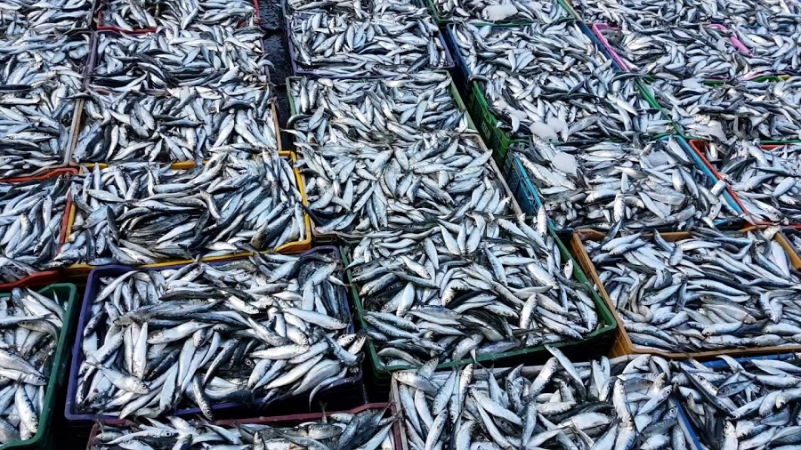 sardine boycott khellih ey'oum