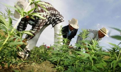 Un agriculteur marocain explique à qui revient la culture du cannabis