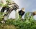 Un agriculteur marocain explique à qui revient la culture du cannabis