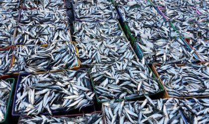 Mostaganem : abondance de sardine au port de pêche La Salamandre