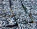 Mostaganem : abondance de sardine au port de pêche La Salamandre
