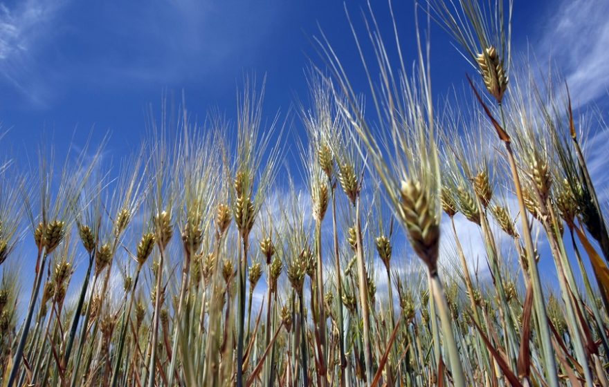 Tiaret : 6 100 ha de récoltes agricoles endommagés par la grêle