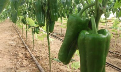 Produits phytosanitaires à usage agricole : plusieurs procédures de contrôle appliquées