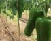 Produits phytosanitaires à usage agricole : plusieurs procédures de contrôle appliquées