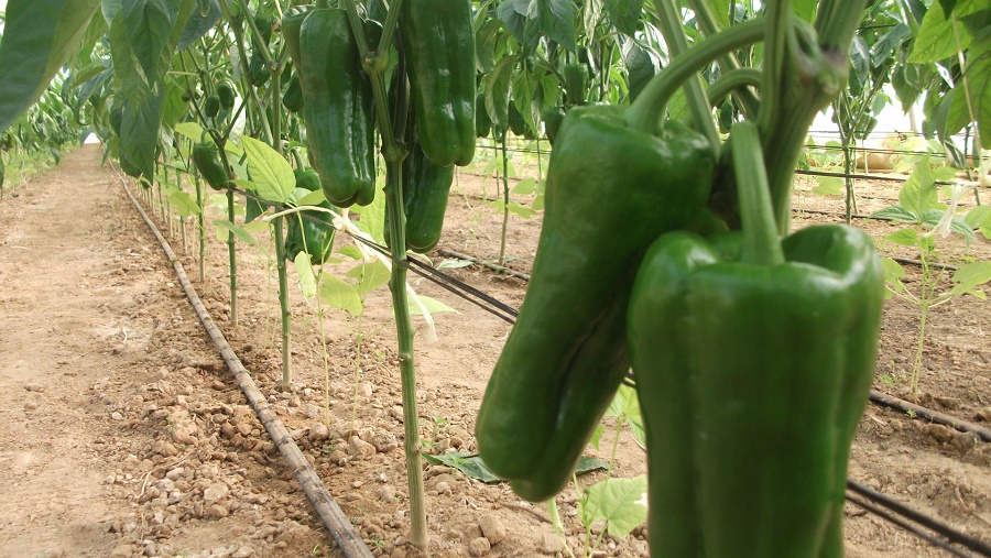 produits agricoles pesticides