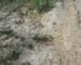 Ce que l’Algérie risque en raison de la surutilisation de pesticides