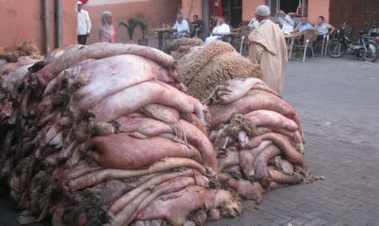 Aïd El-Adha : revalorisation des peaux de mouton