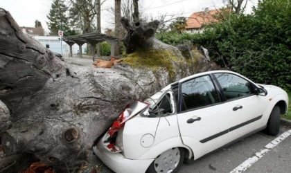 Telemly : des arbres en bordure de route chutent sur des voitures garées