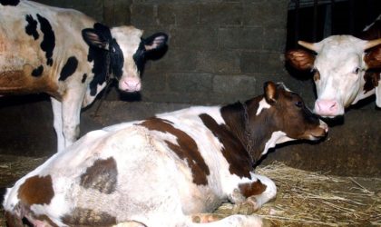 Plus de 2 400 bovins vaccinés contre la fièvre aphteuse