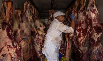 Qui consommera la viande saisie dans l’affaire des 701 kilos de cocaïne ?