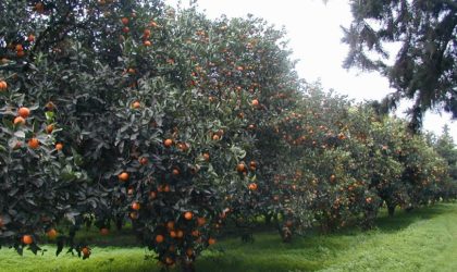 Boumerdès : arrosage des agrumes avec des eaux usées