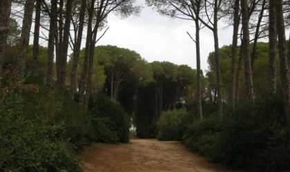 Une cancéreuse supplie les autorités d’épargner la forêt de Bouchaoui