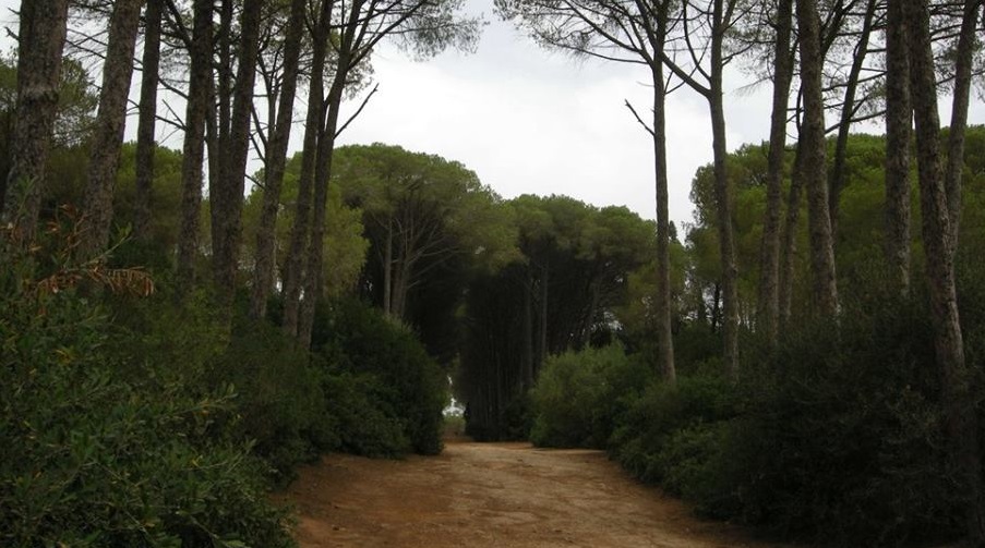 forêt bouchaoui Alger