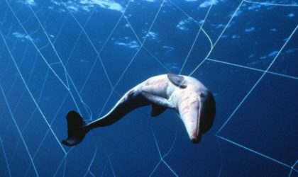 Massacre de dauphins au large des côtes algériennes