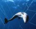 Massacre de dauphins au large des côtes algériennes