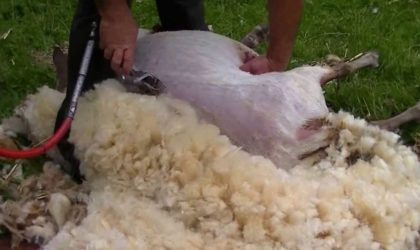 Jijel : plus de 85 000 peaux des mouton collectées durant l’Aïd El Adha