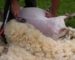 Jijel : plus de 85 000 peaux des mouton collectées durant l’Aïd El Adha