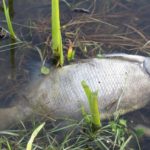 poisson mort barrage Guelma