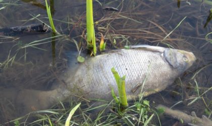 Béjaïa : des milliers de poissons morts flottant à la surface des eaux