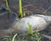 Mystérieuse hécatombe de poissons du barrage de Aïn Makhlouf à Guelma