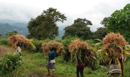 BAD : préconisations du Leadership4Agriculture