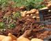 Souk Ahras : six cas d’irrigation de récoltes agricoles aux eaux usées
