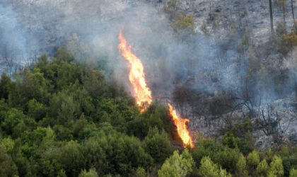 Plus de 320 000 ha de forêts détruits par les incendies entre 2008 et 2017
