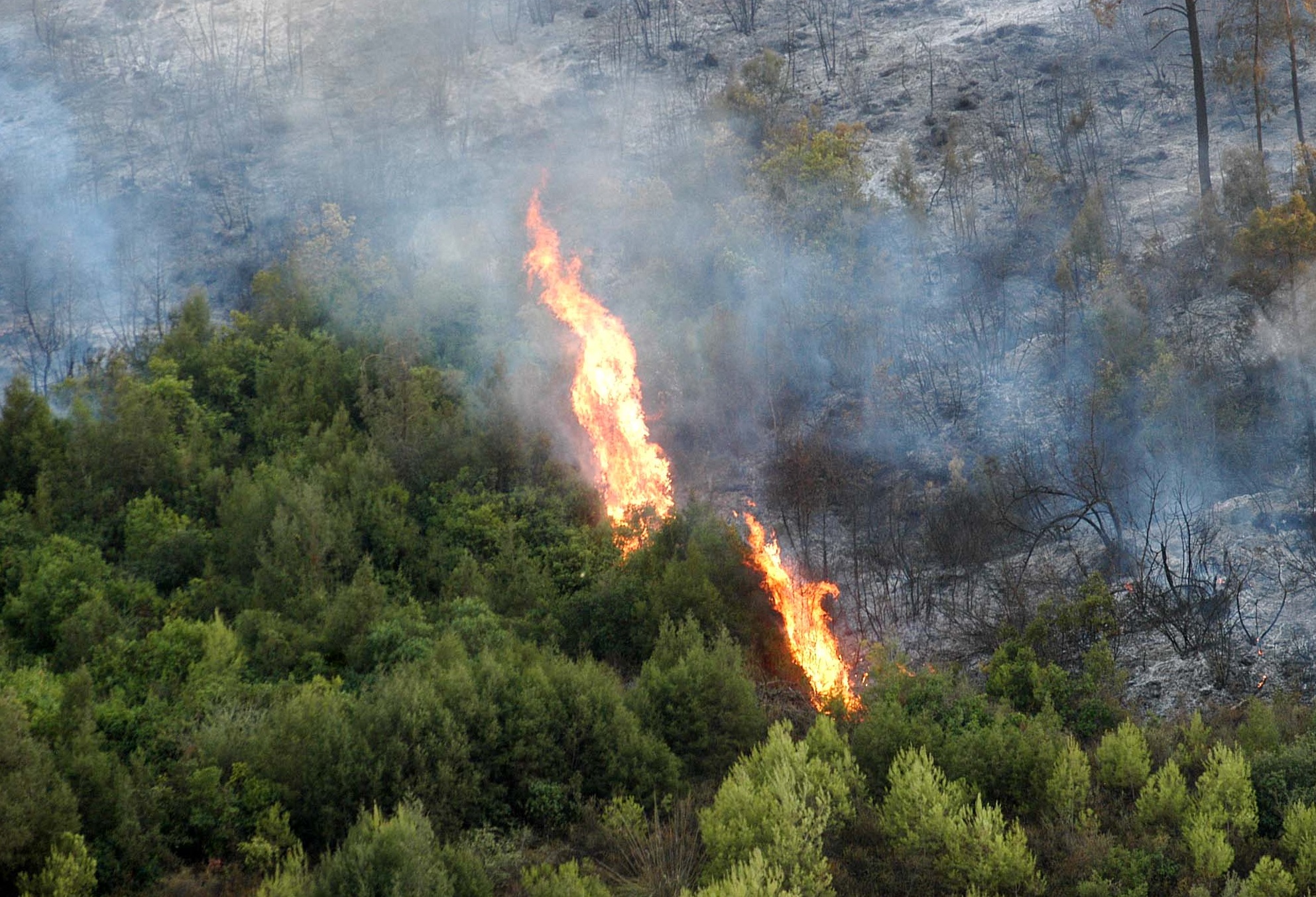 Plus de 320 000 ha de forêts détruits par les incendies entre 2008 et 2017