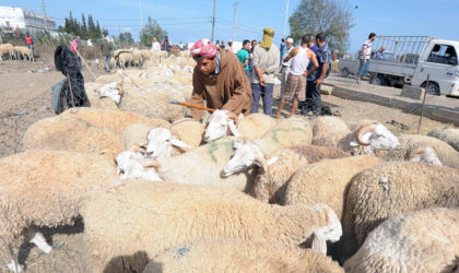 M’sila : des éleveurs réclament le vaccin contre la peste des petits ruminants