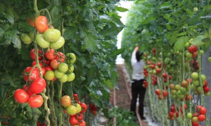 Les agriculteurs espagnols se mobilisent contre l’accord UE-Maroc