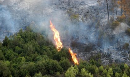 Tizi-Ouzou : les incendies sur le littoral sont d’«origine volontaire»