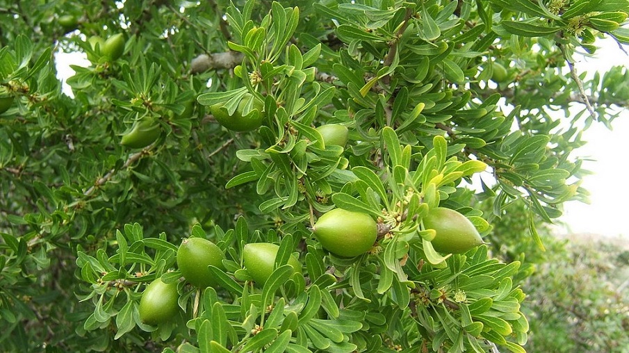 arganier culture Algérie