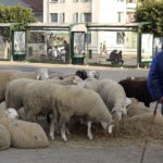 mouton commerçants