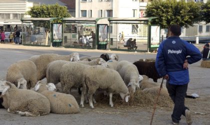 Aïd El-Adha : plus de 50 000 commerçants réquisitionnés pour assurer la permanence