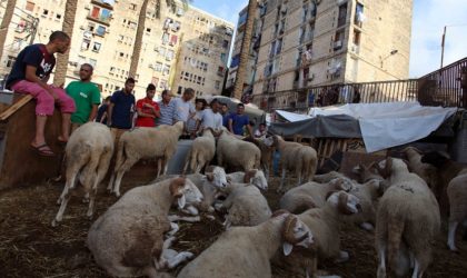 Sacrifice de l’Aïd : une fetwa à contre-courant des mesures barrières