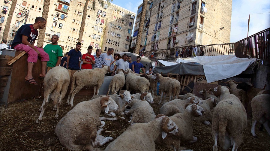 mouton Aïd